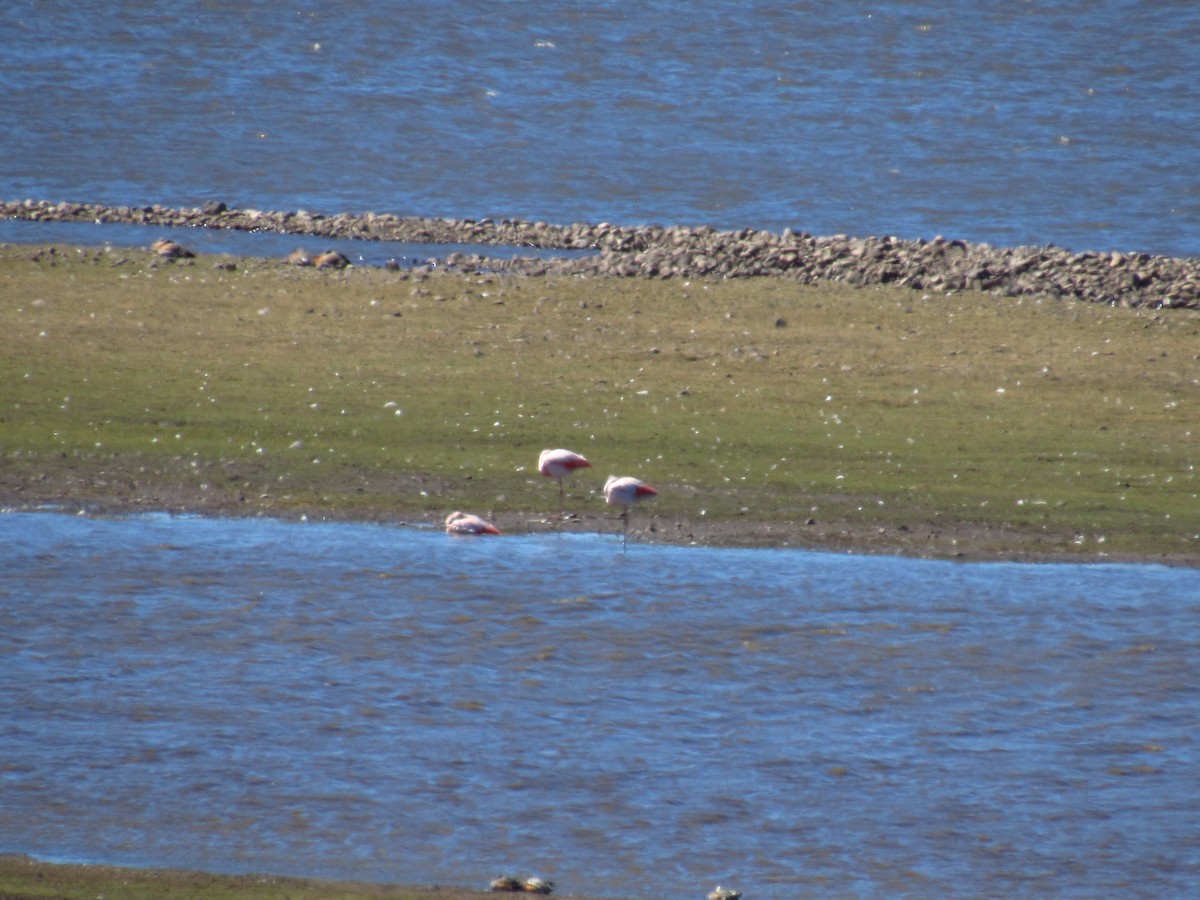 Chilean Flamingo - ML615442891