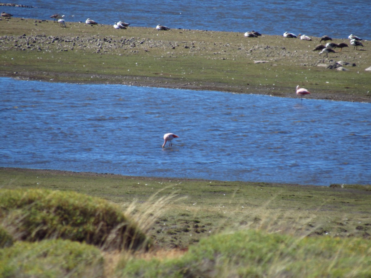 Chilean Flamingo - ML615442892