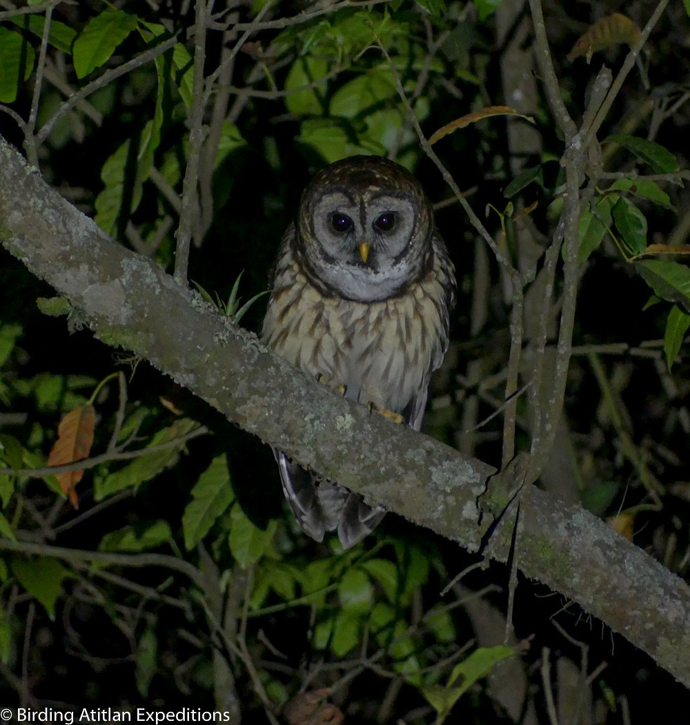 Fulvous Owl - ML615442901