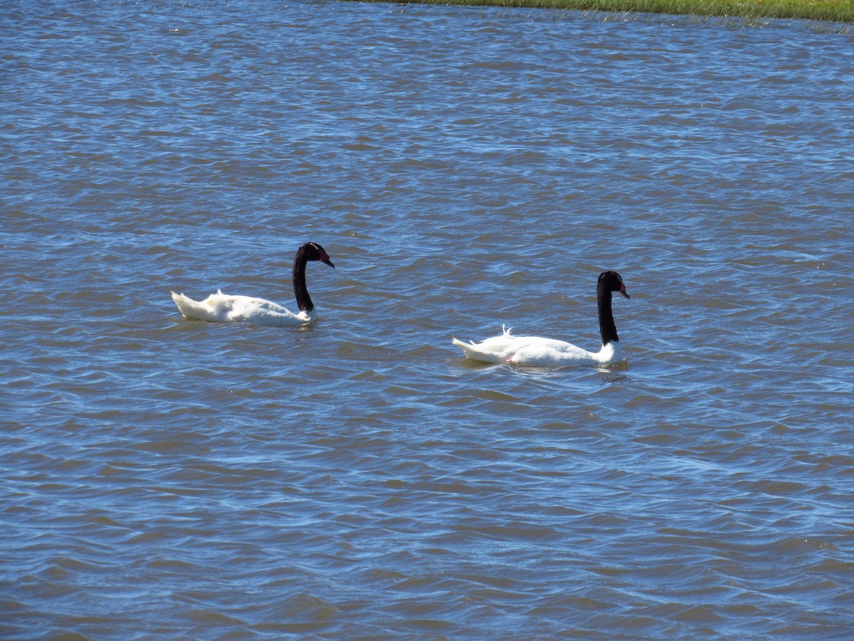 Black-necked Swan - ML615442918