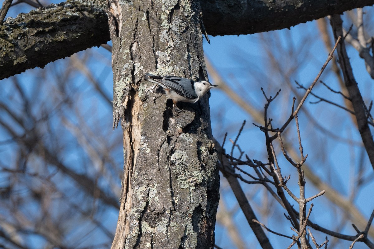 White-breasted Nuthatch - ML615442987