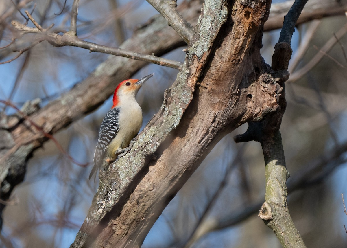 Red-bellied Woodpecker - ML615443012