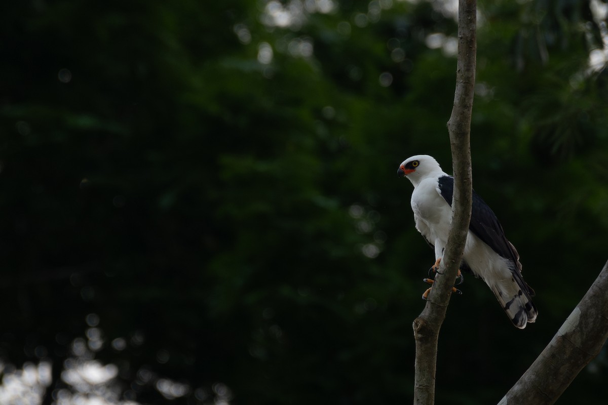 Black-and-white Hawk-Eagle - Victor Castanho