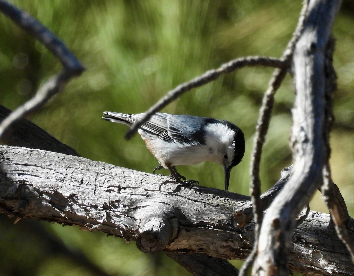White-breasted Nuthatch - ML615443026