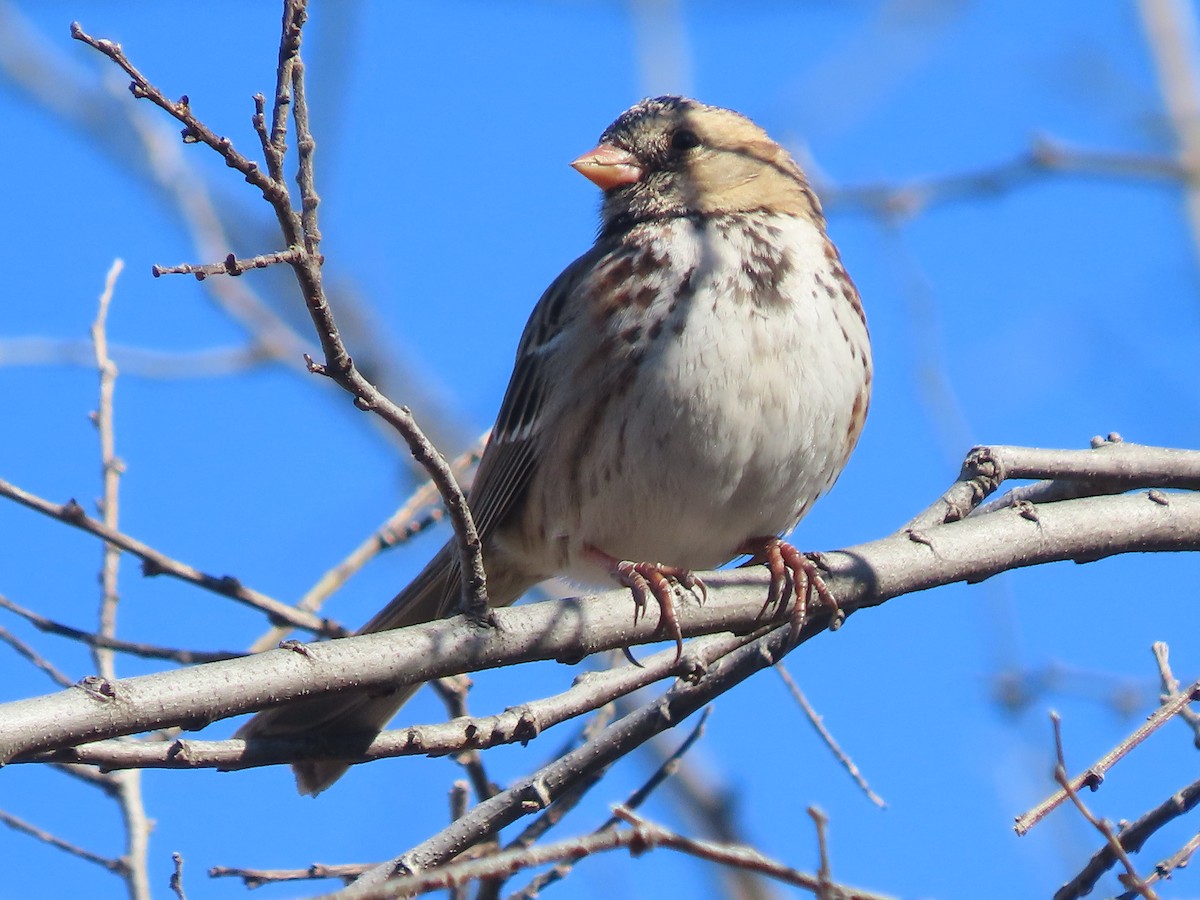 Harris's Sparrow - ML615443036