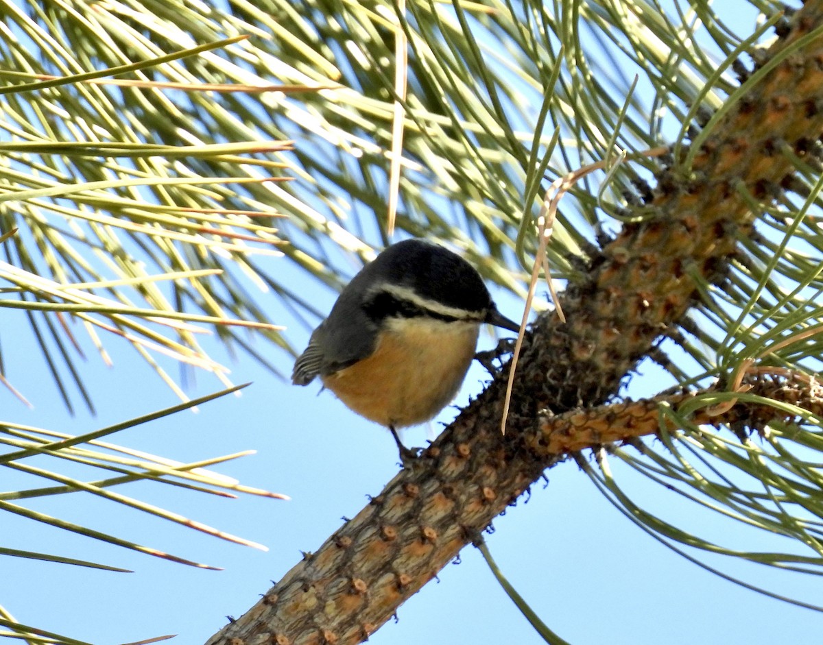 Red-breasted Nuthatch - Susan Ringoen