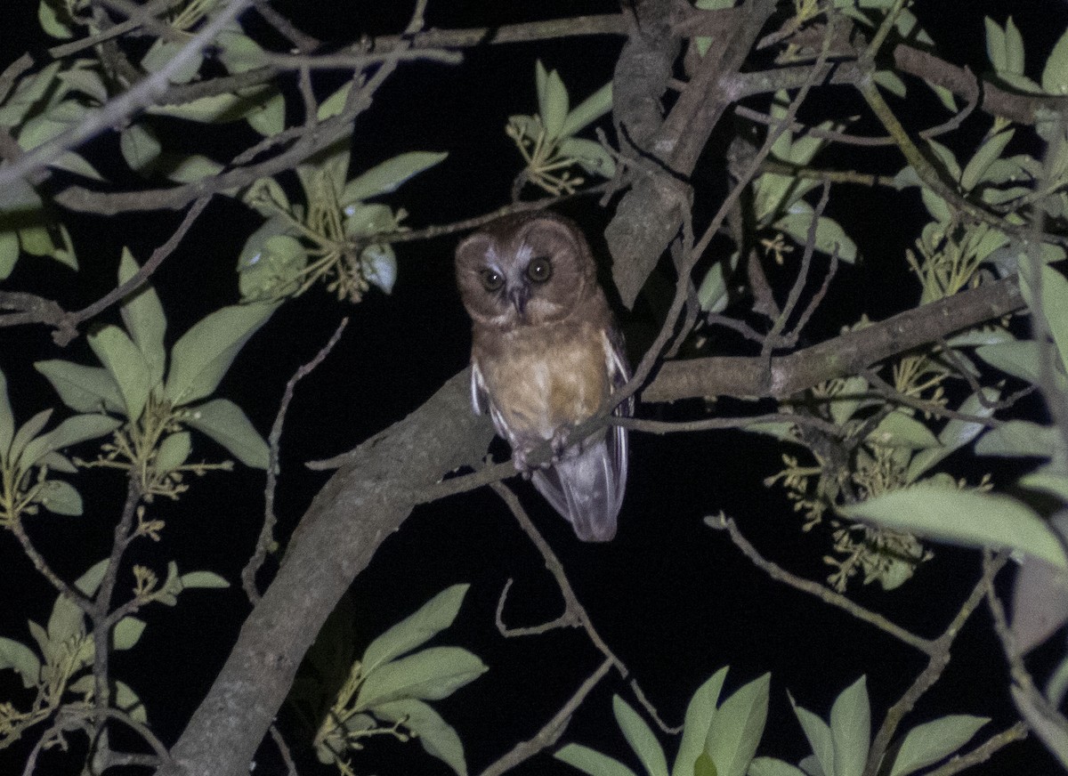 Unspotted Saw-whet Owl - ML615443107