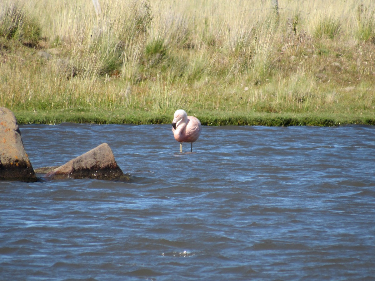 Chilean Flamingo - ML615443219