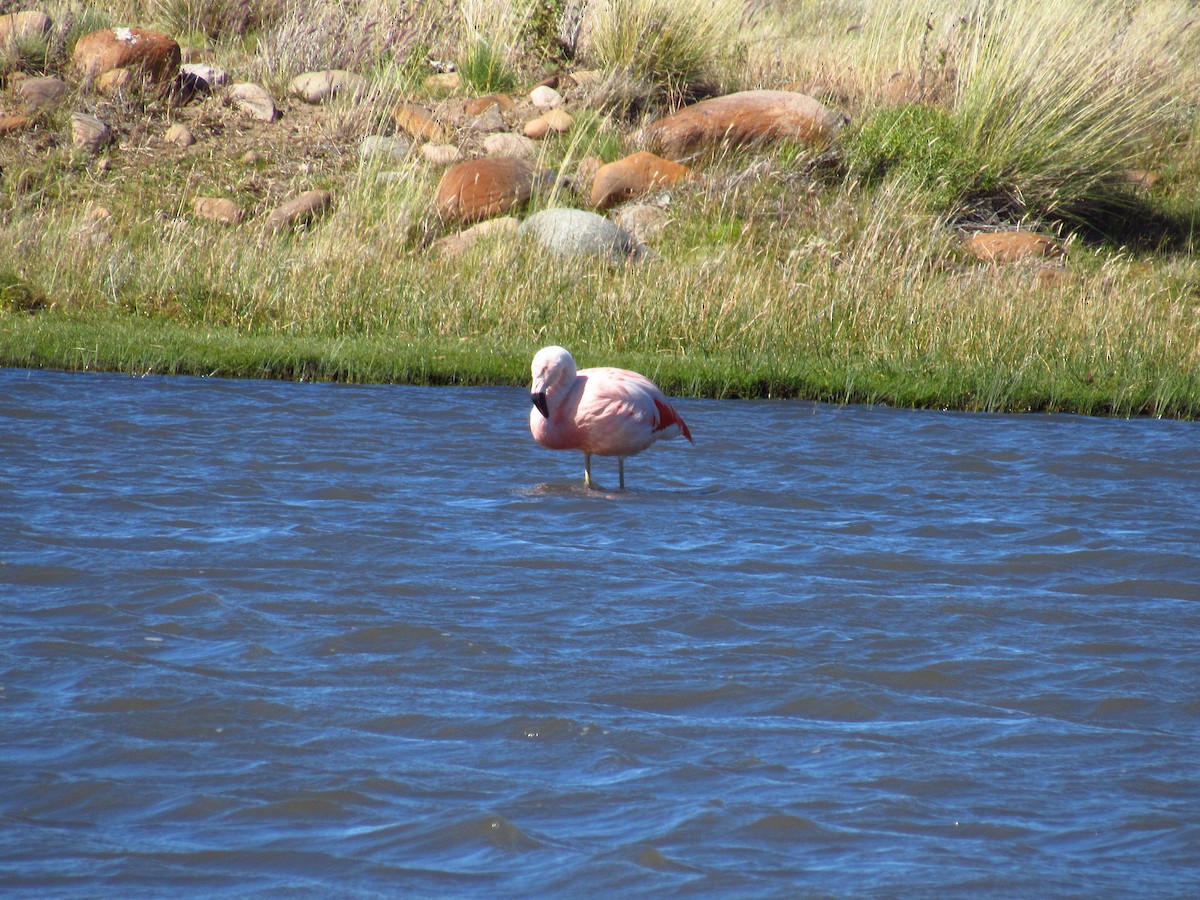 Chilean Flamingo - ML615443220