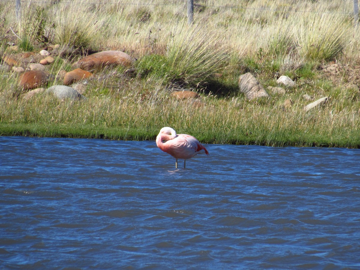Chilean Flamingo - Mario Reyes