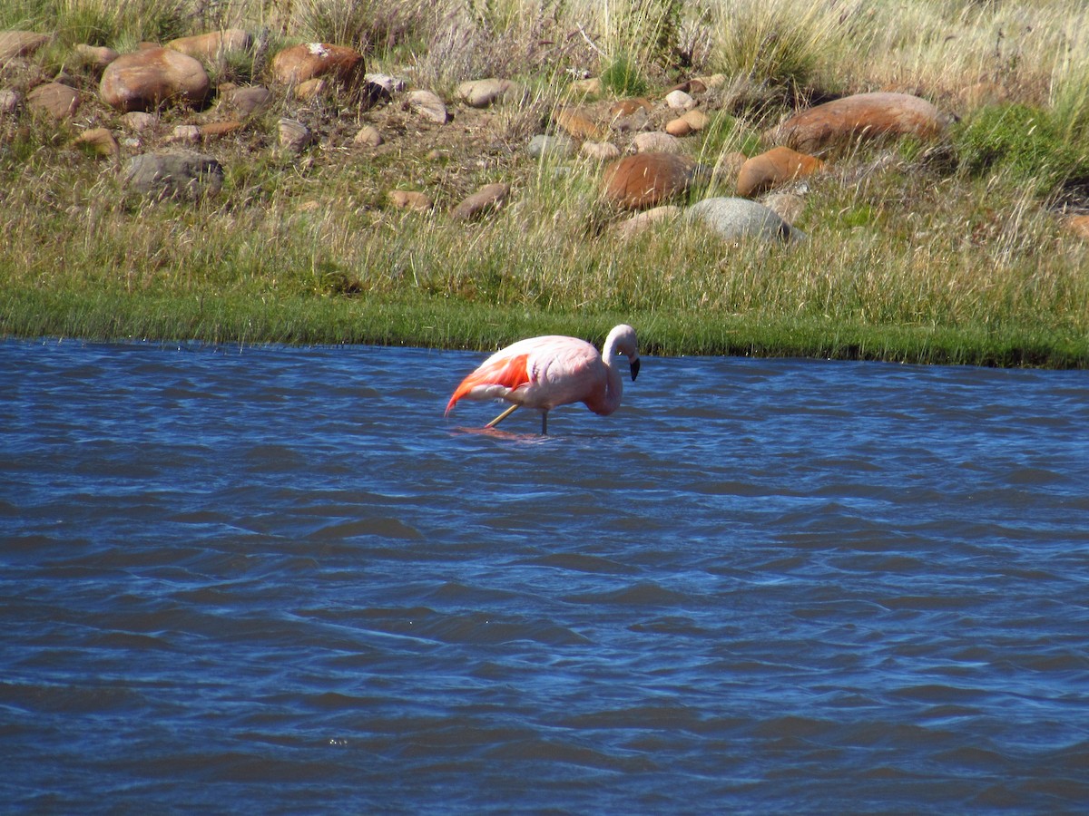 Chilean Flamingo - ML615443222