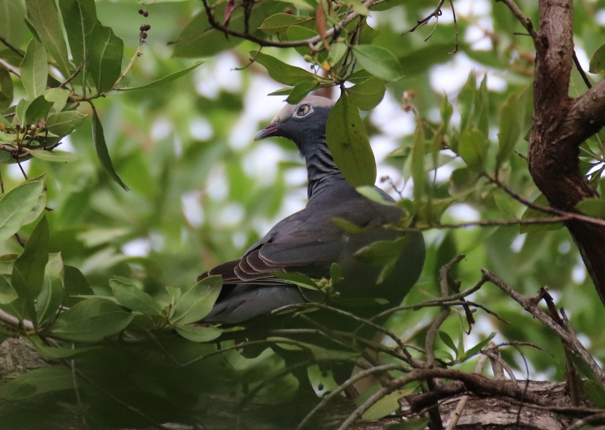 White-crowned Pigeon - ML615443264