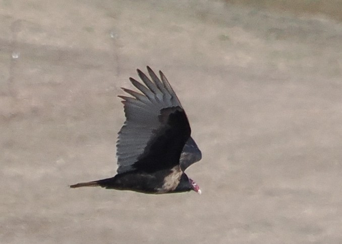 Turkey Vulture - ML615443354