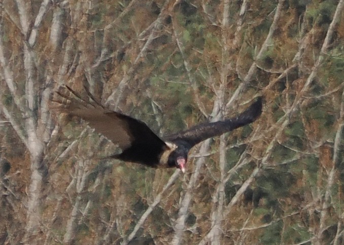 Turkey Vulture - ML615443363