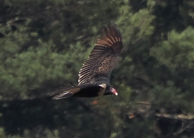 Turkey Vulture - ML615443364