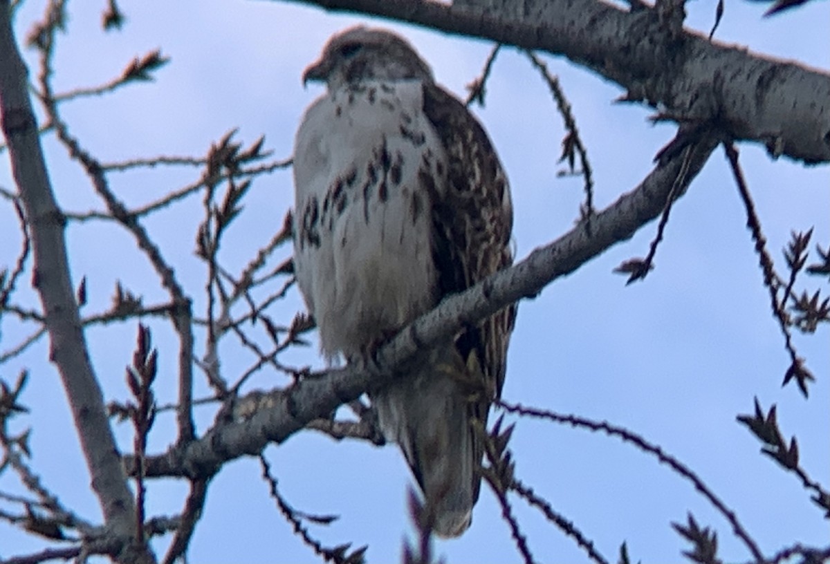 Red-tailed Hawk (Harlan's) - ML615443381