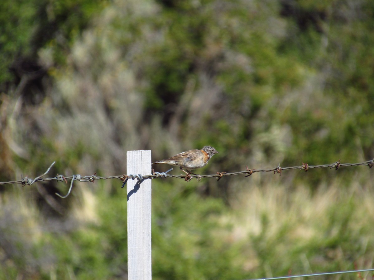 Rufous-collared Sparrow - ML615443553