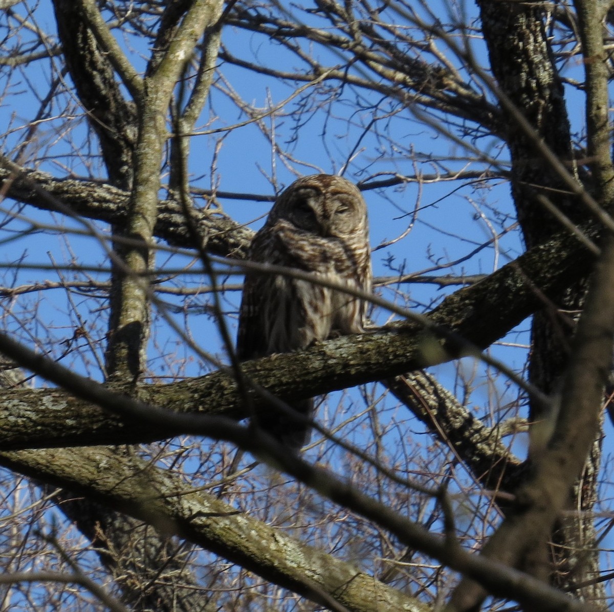 Barred Owl - ML615443828