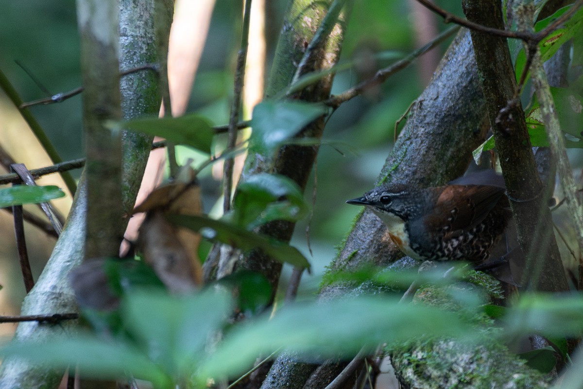 Rusty-belted Tapaculo - ML615443876
