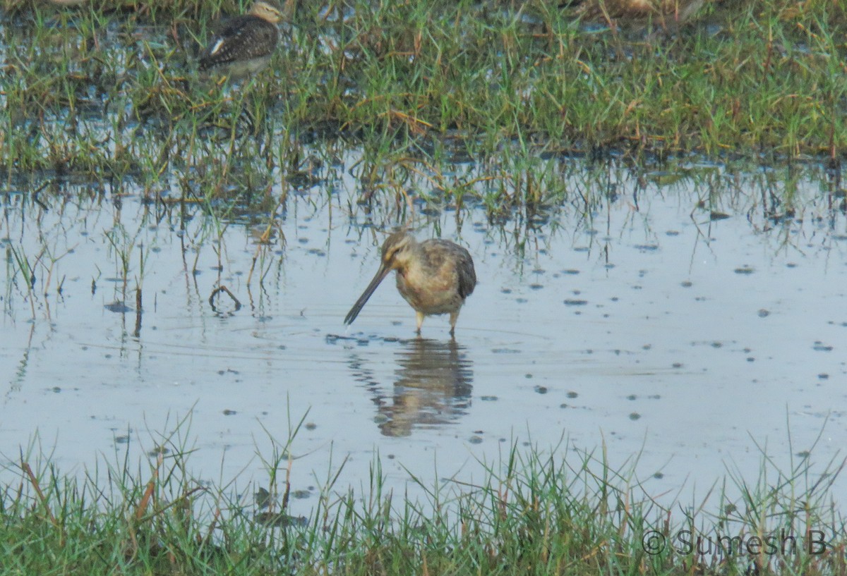 Asian Dowitcher - ML615443905
