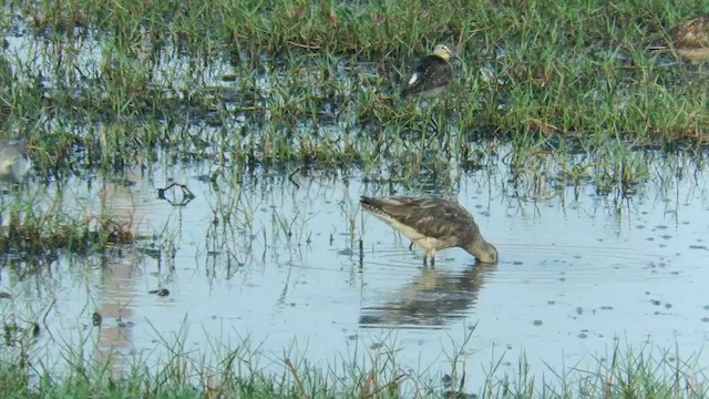 Asian Dowitcher - ML615443914
