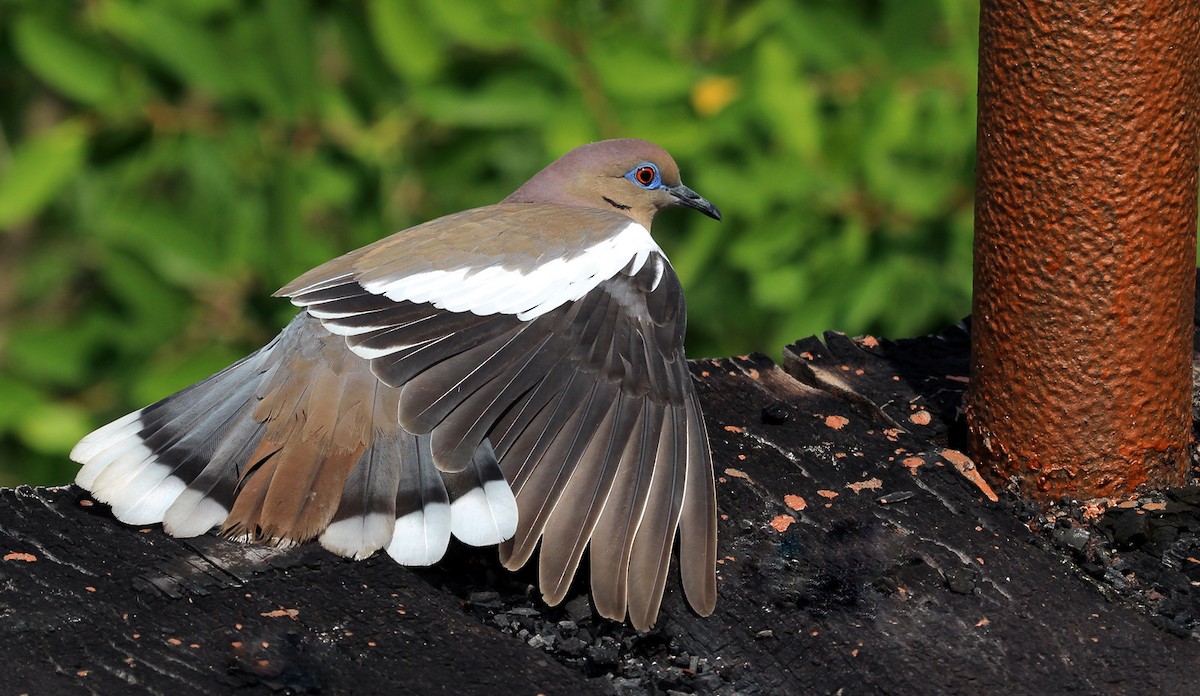 White-winged Dove - ML615443962