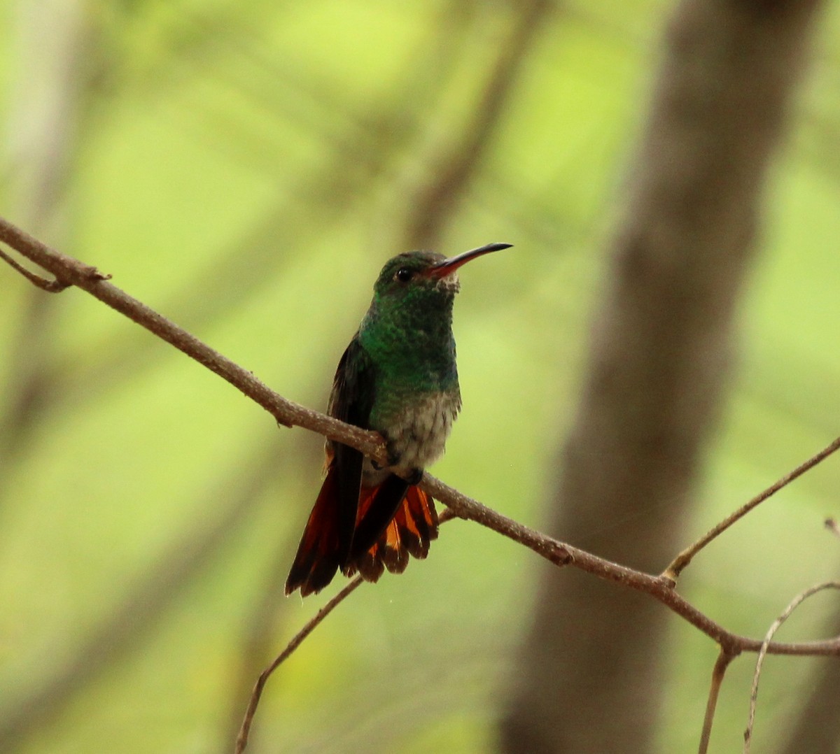 Rufous-tailed Hummingbird - ML615443992