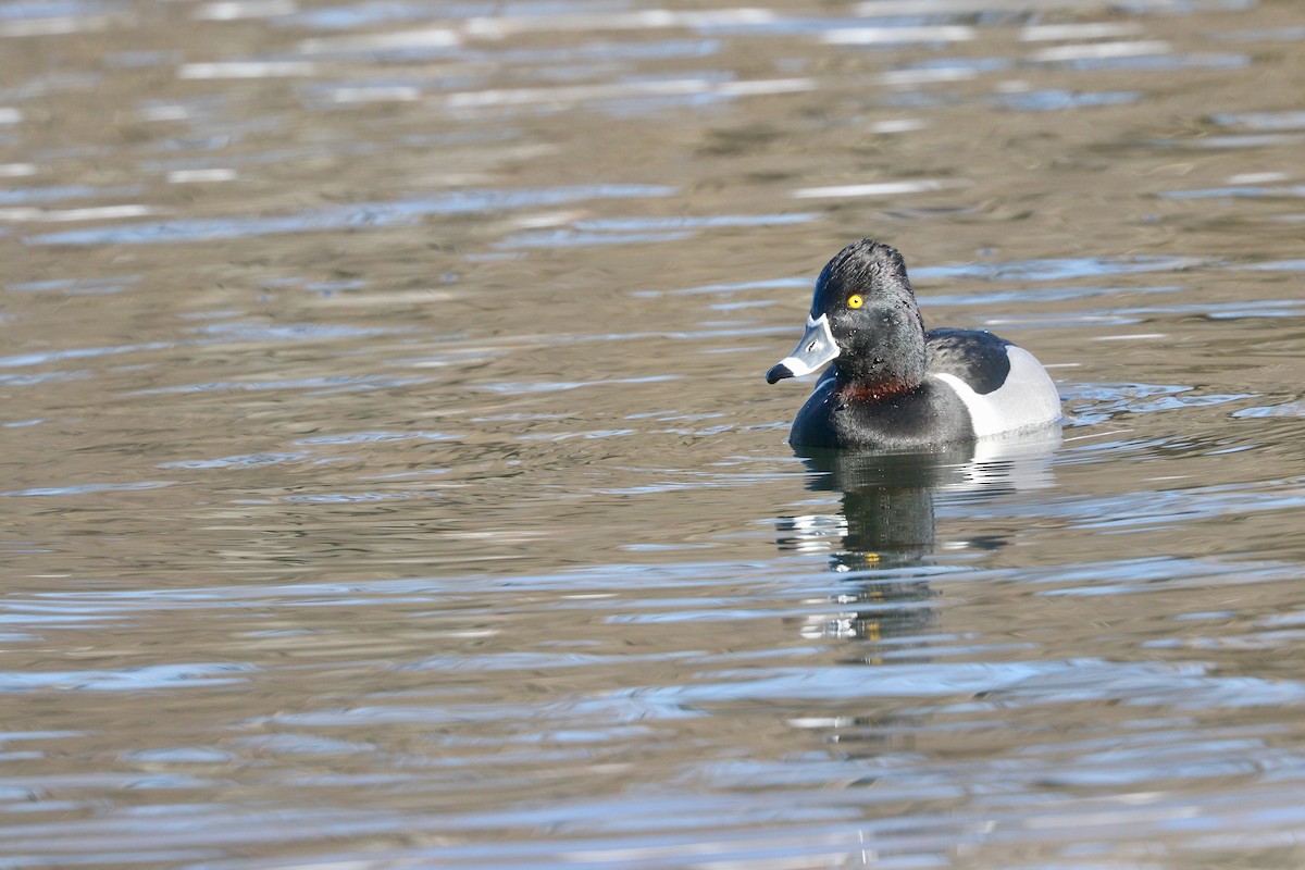 Ring-necked Duck - ML615443998