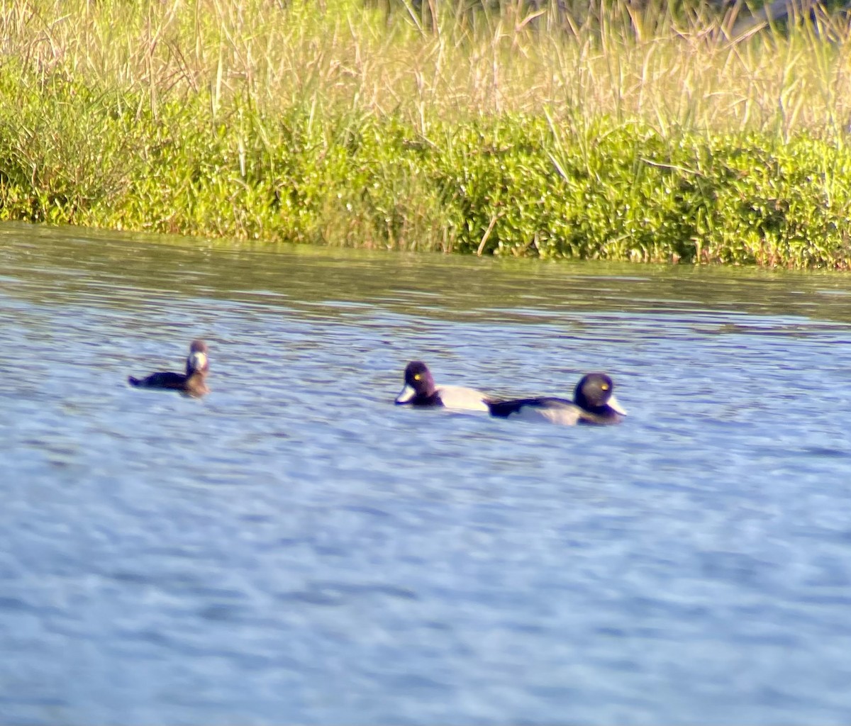 Greater Scaup - ML615444019
