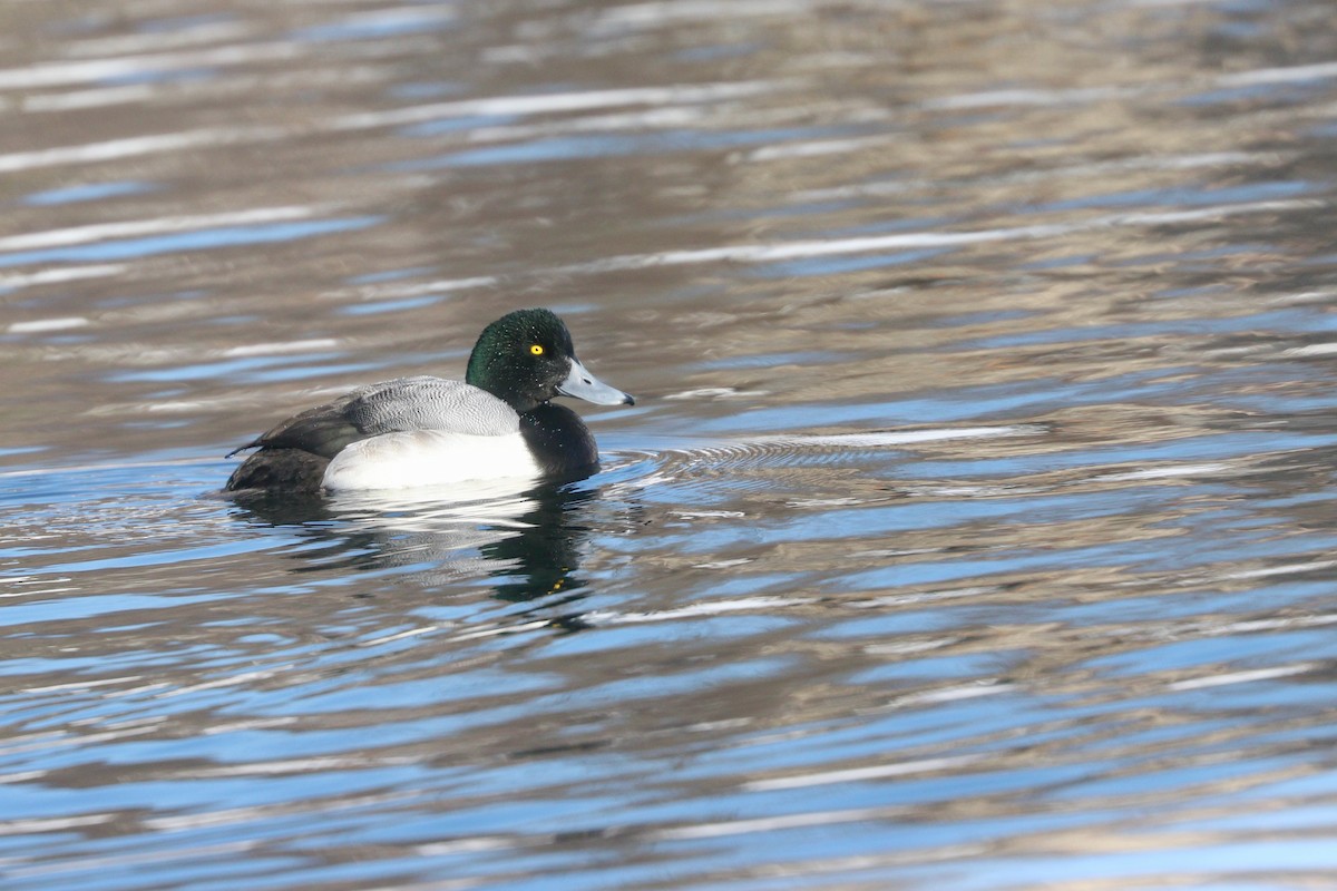 Greater Scaup - ML615444037