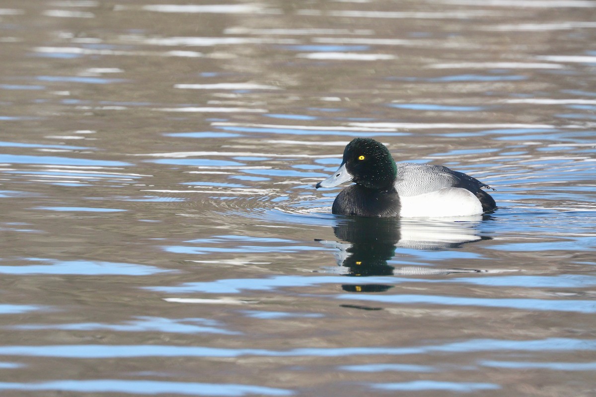 Greater Scaup - ML615444046