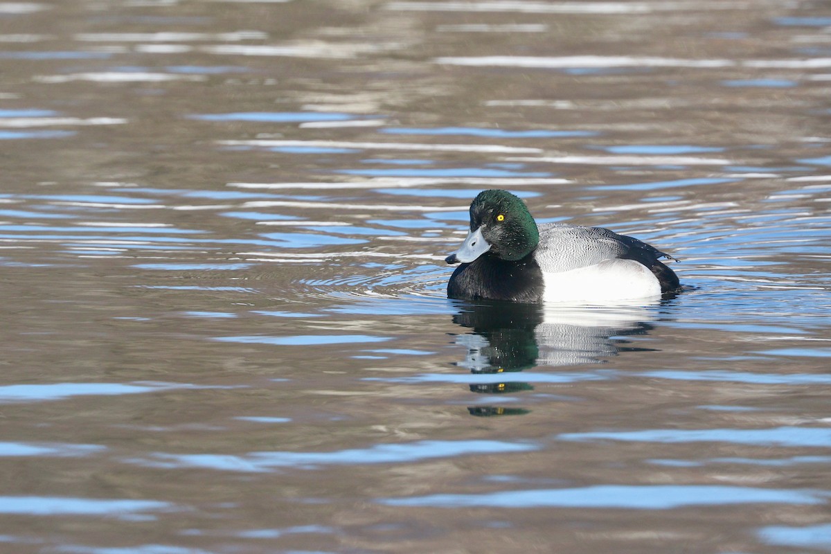 Greater Scaup - ML615444047