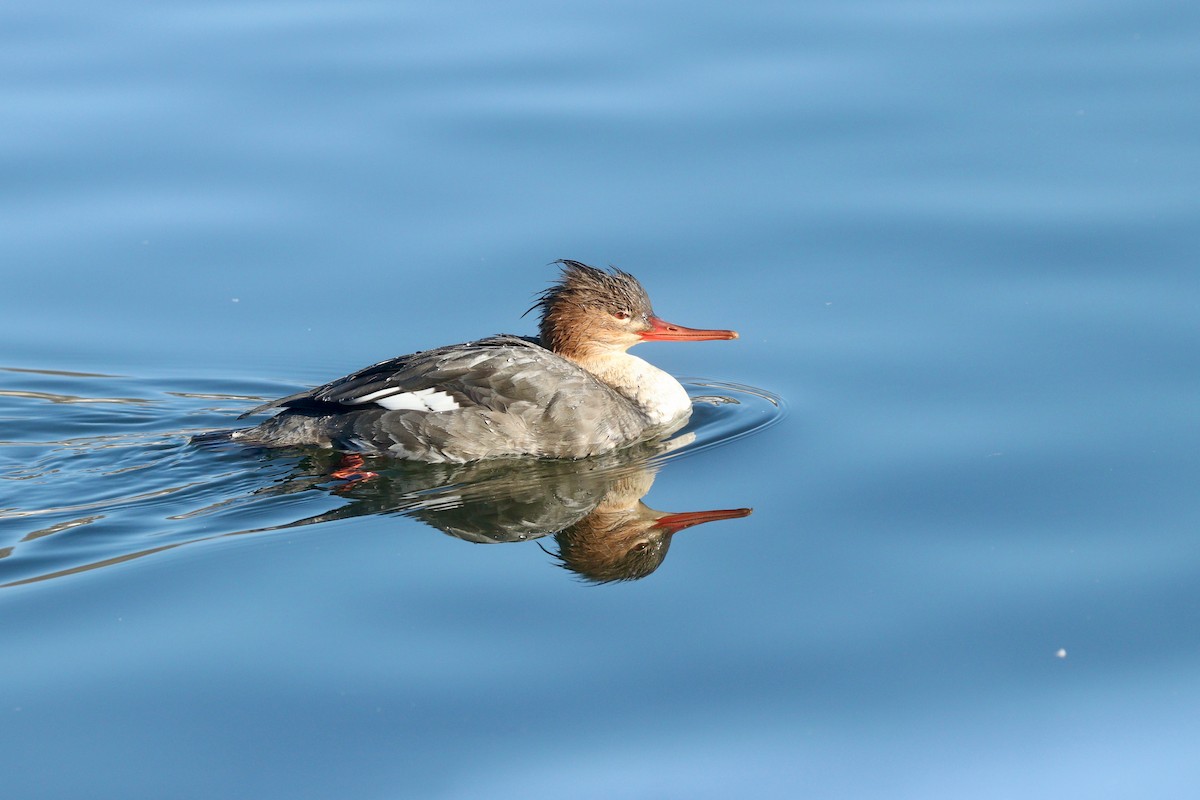 Red-breasted Merganser - Aaron Marshall