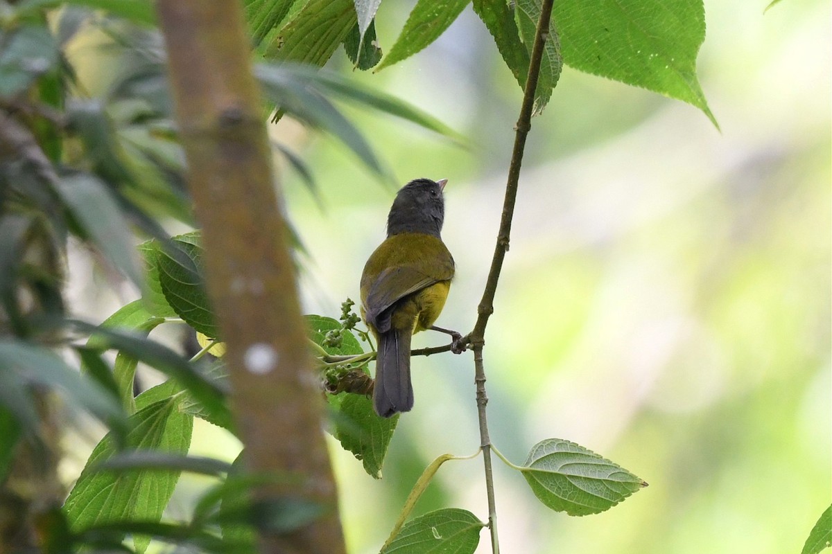 Gray-hooded Bush Tanager - Jerry Chen