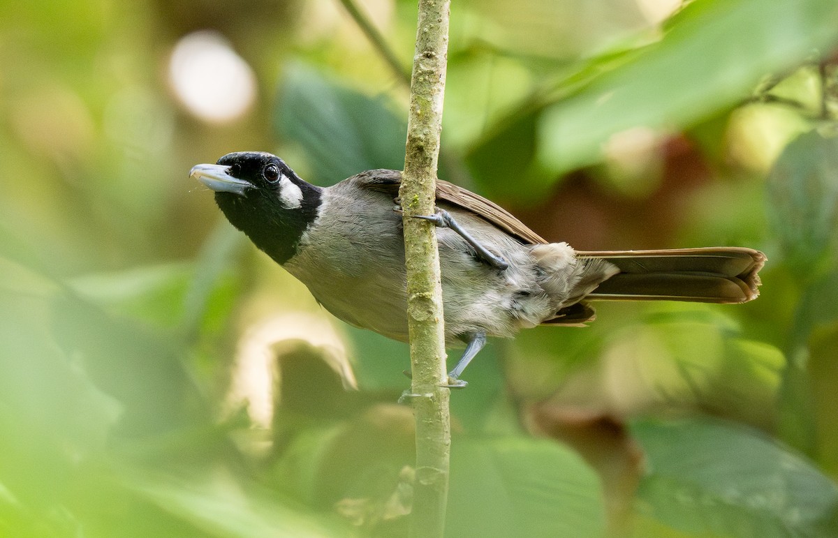Black-throated Shrikebill - Forest Botial-Jarvis