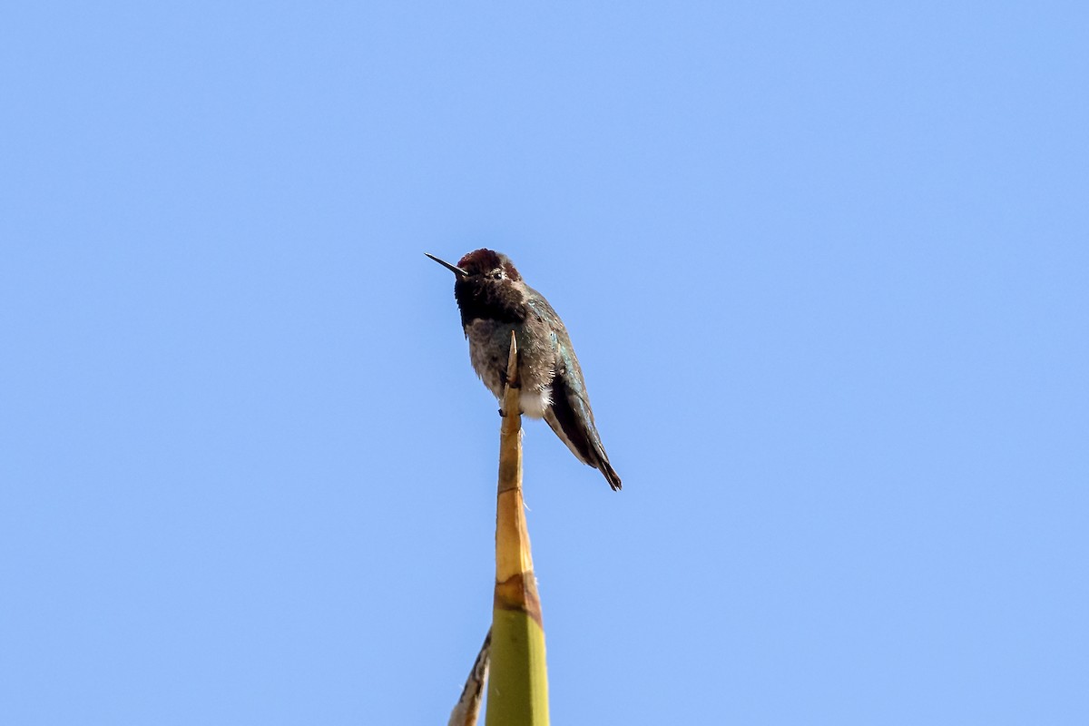 Anna's Hummingbird - ML615444558