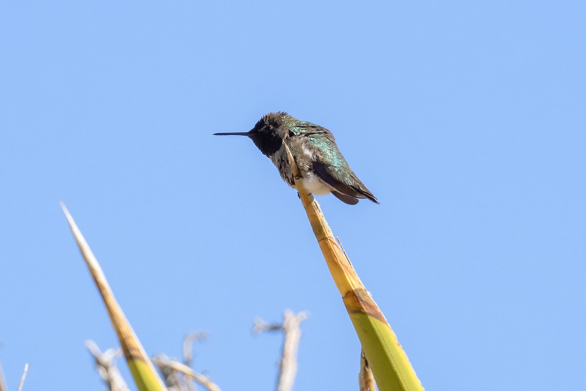 Anna's Hummingbird - Brian Hoffe