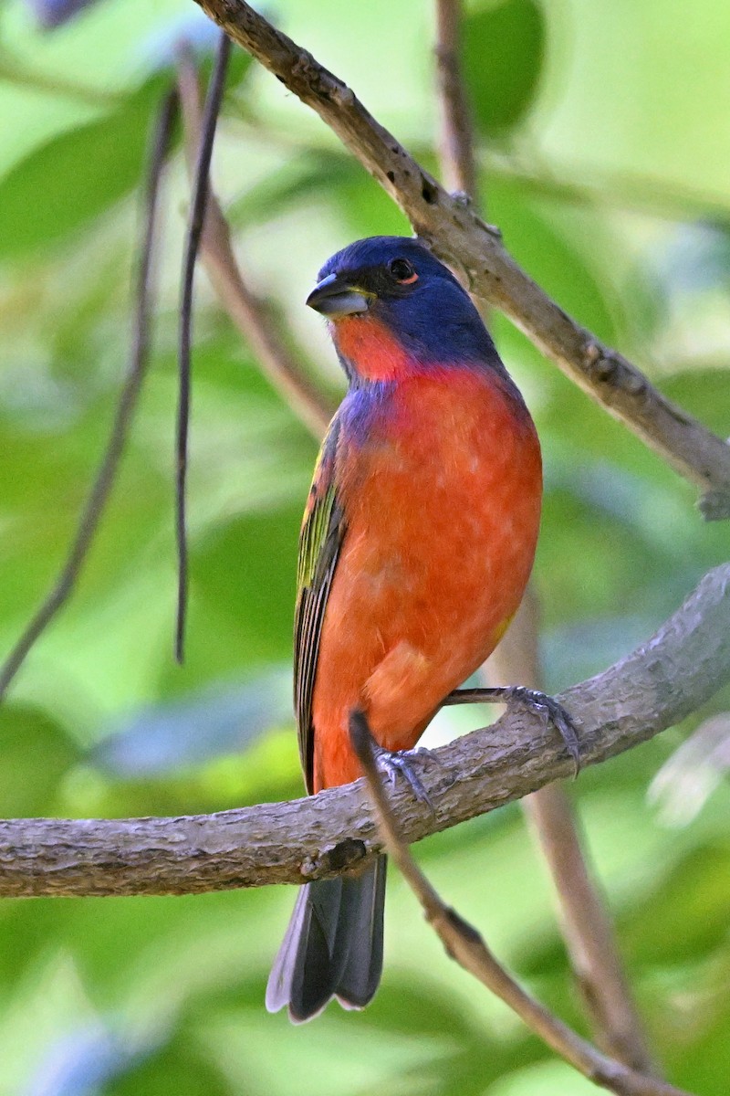 Painted Bunting - ML615444588