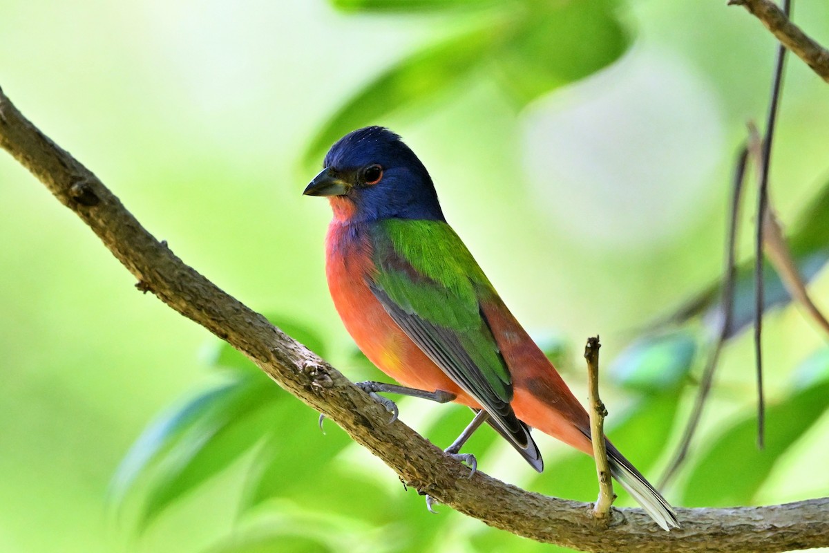 Painted Bunting - ML615444590
