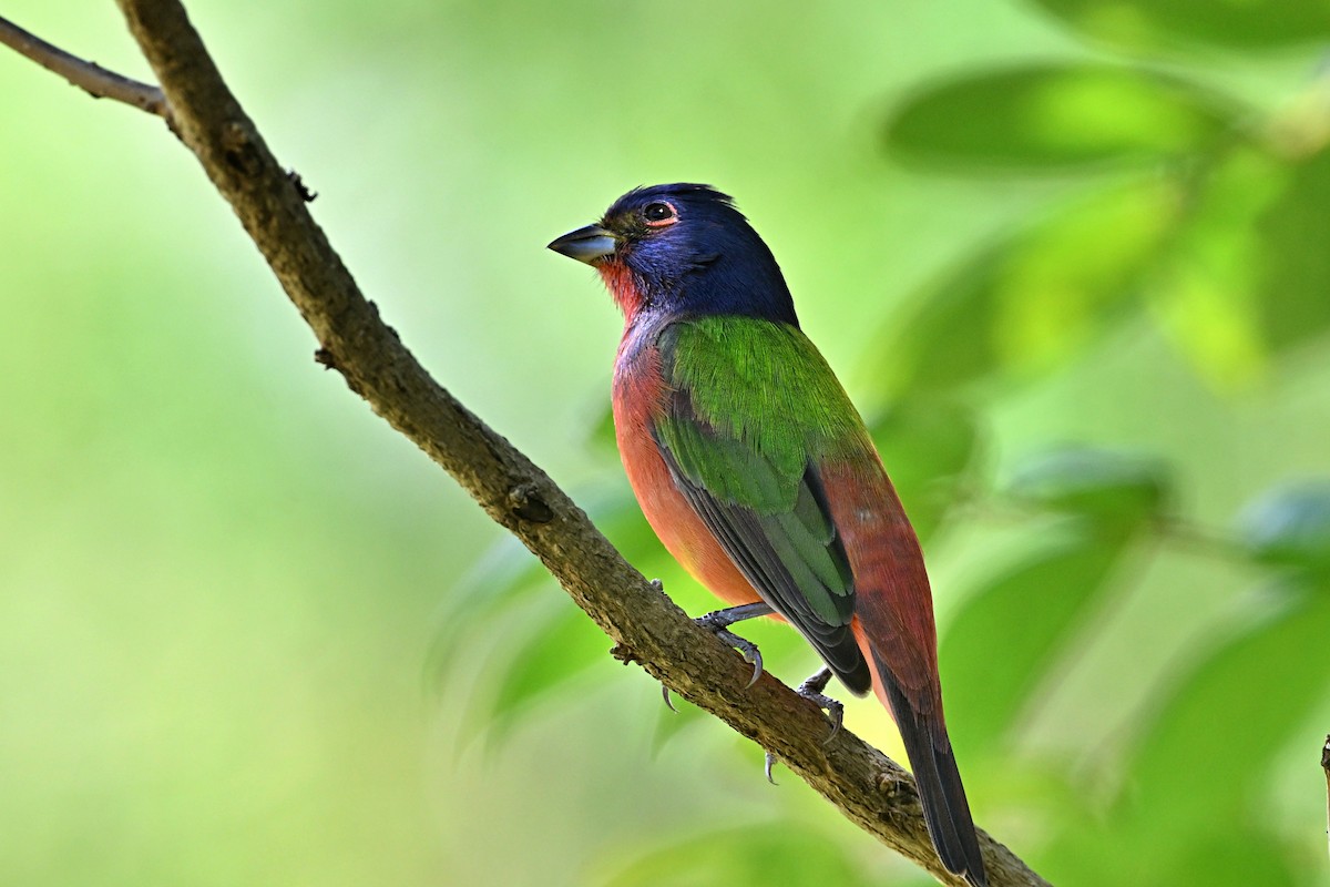 Painted Bunting - ML615444591
