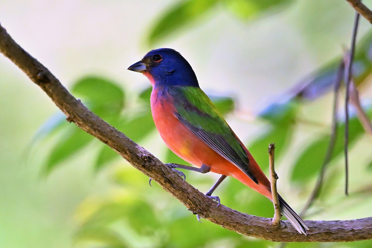 Painted Bunting - ML615444592