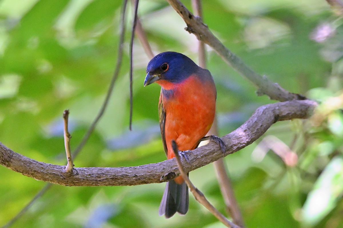 Painted Bunting - ML615444593