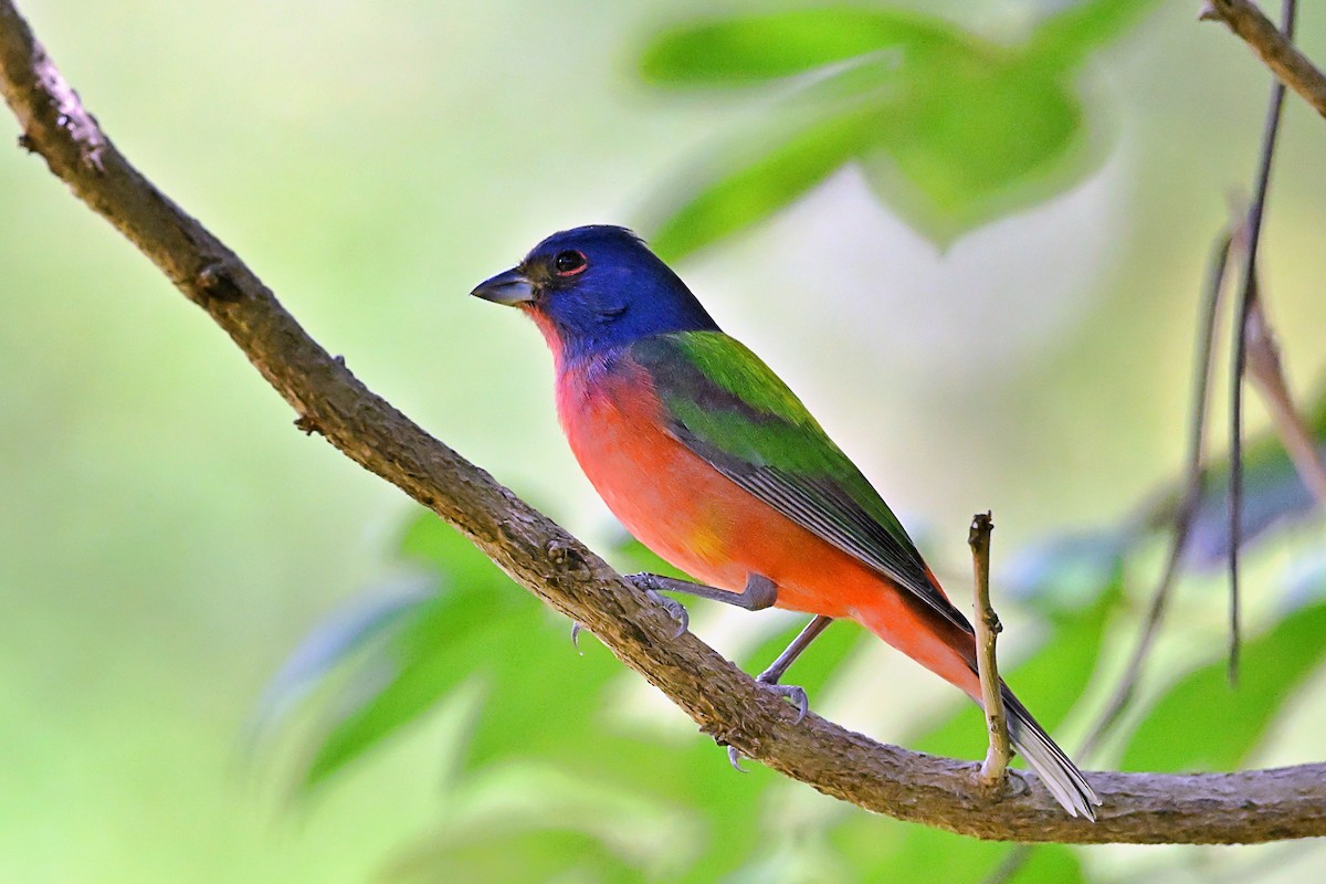 Painted Bunting - ML615444594