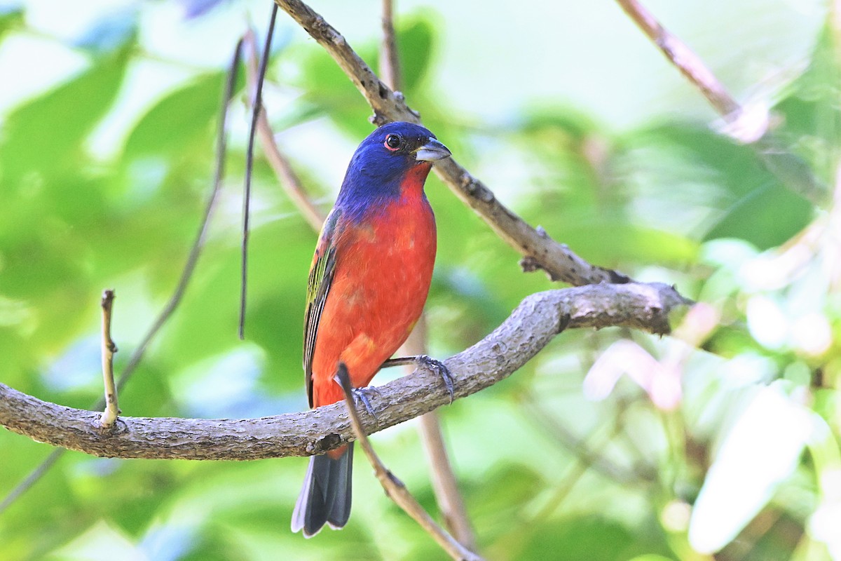 Painted Bunting - ML615444595
