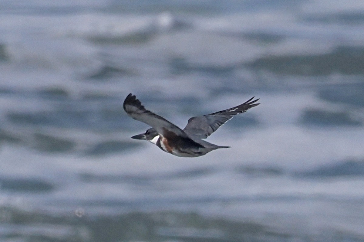 Belted Kingfisher - ML615444635
