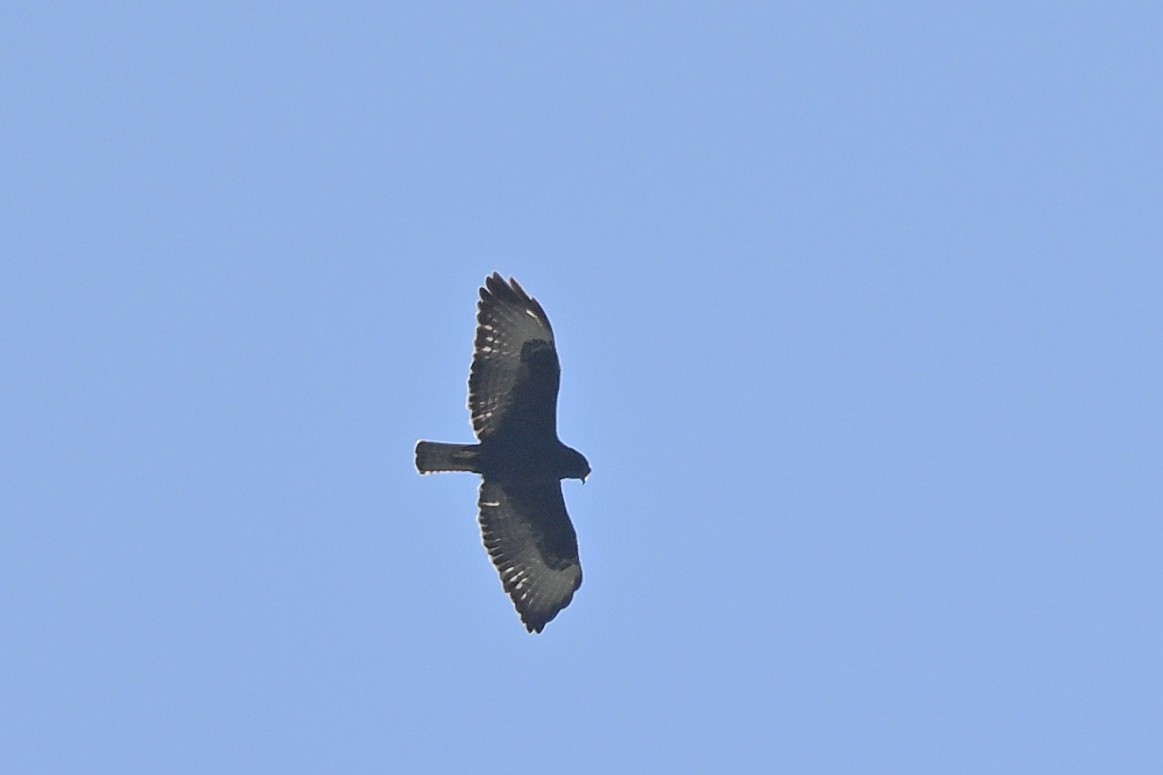 Short-tailed Hawk - André Lanouette