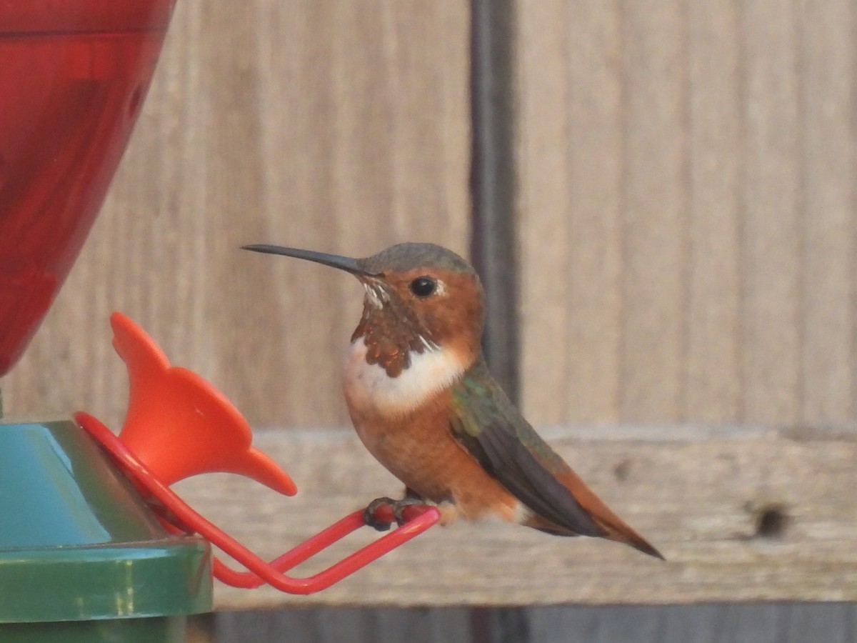 Allen's Hummingbird - ML615444753