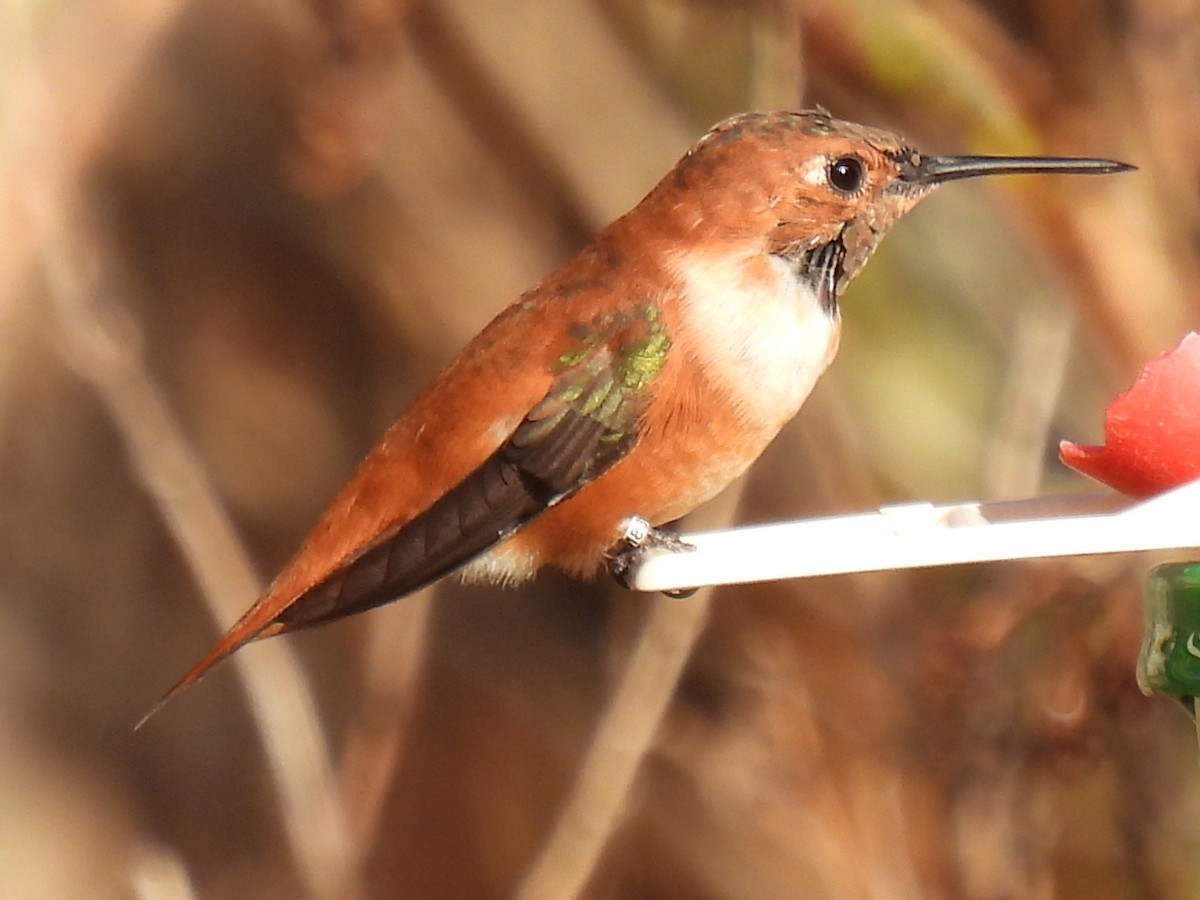 Rufous Hummingbird - ML615444811