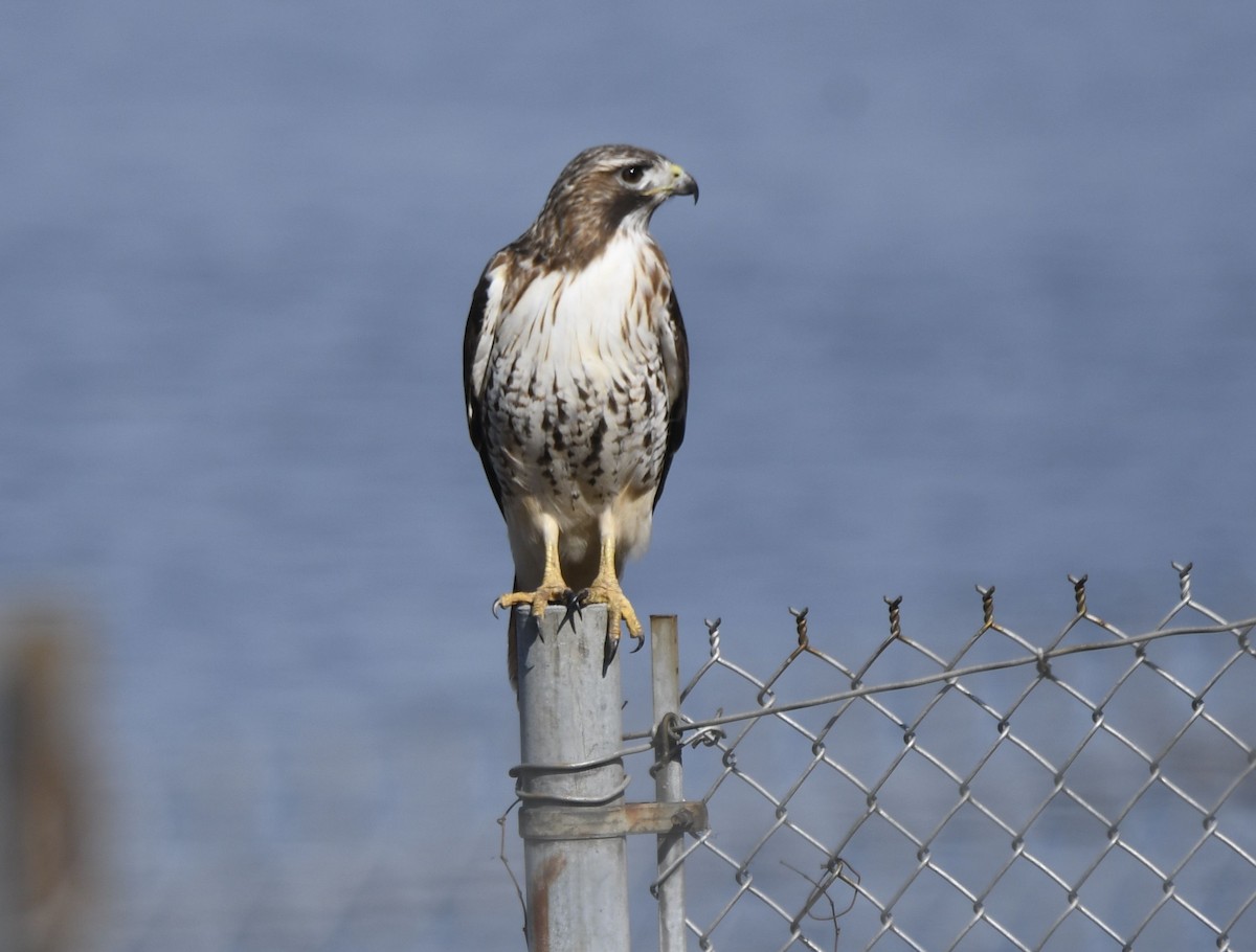 Red-tailed Hawk - ML615445033