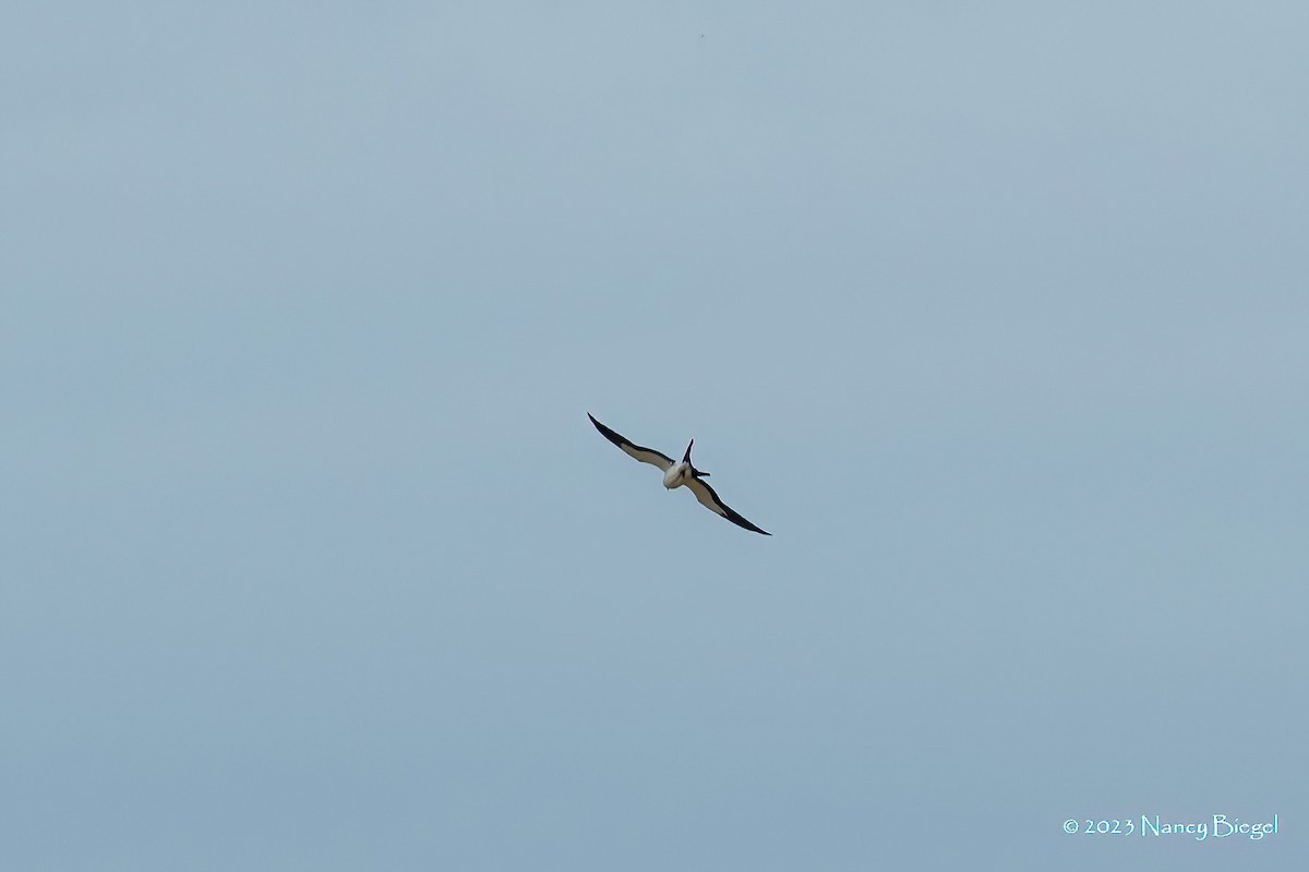 Swallow-tailed Kite - ML615445057
